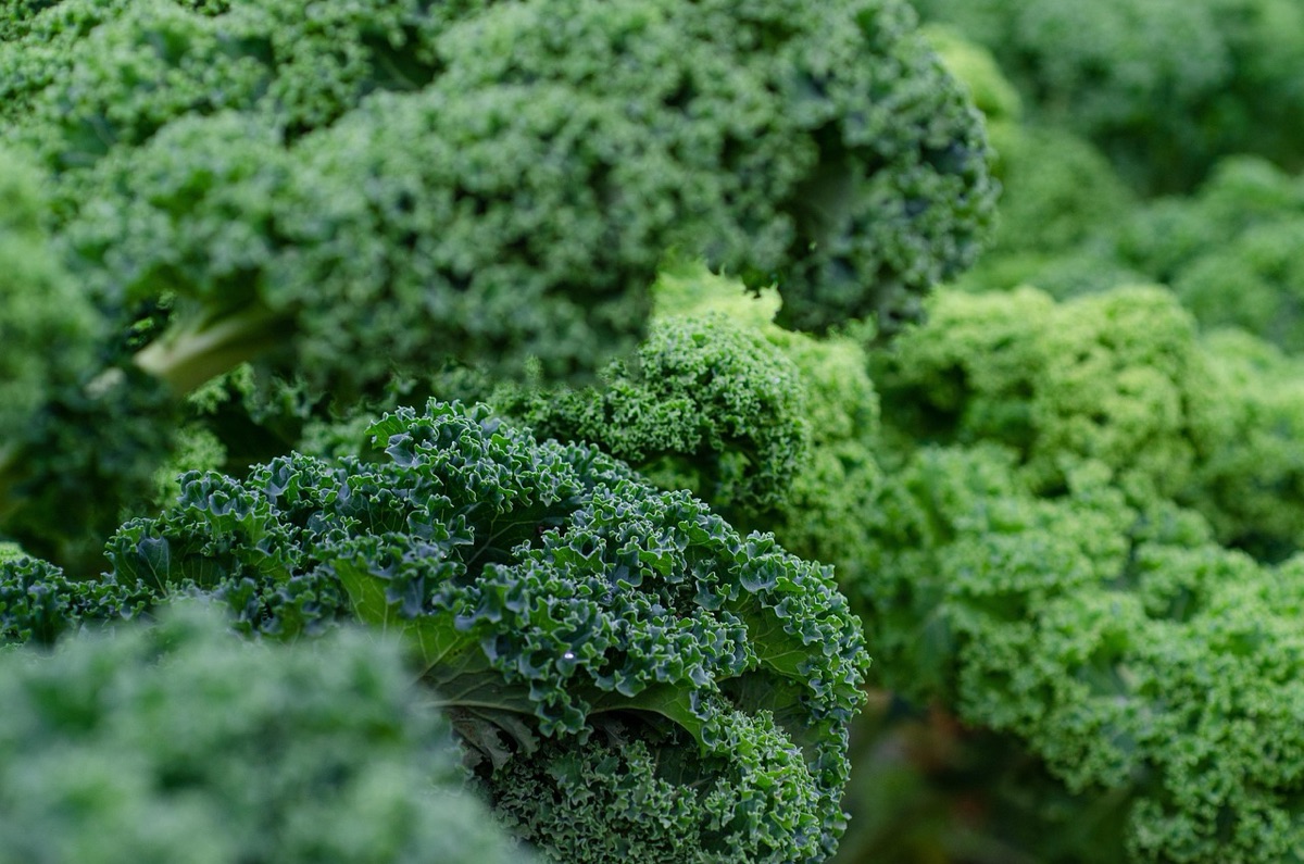Folha verde simbolizando neutralidade de carbono