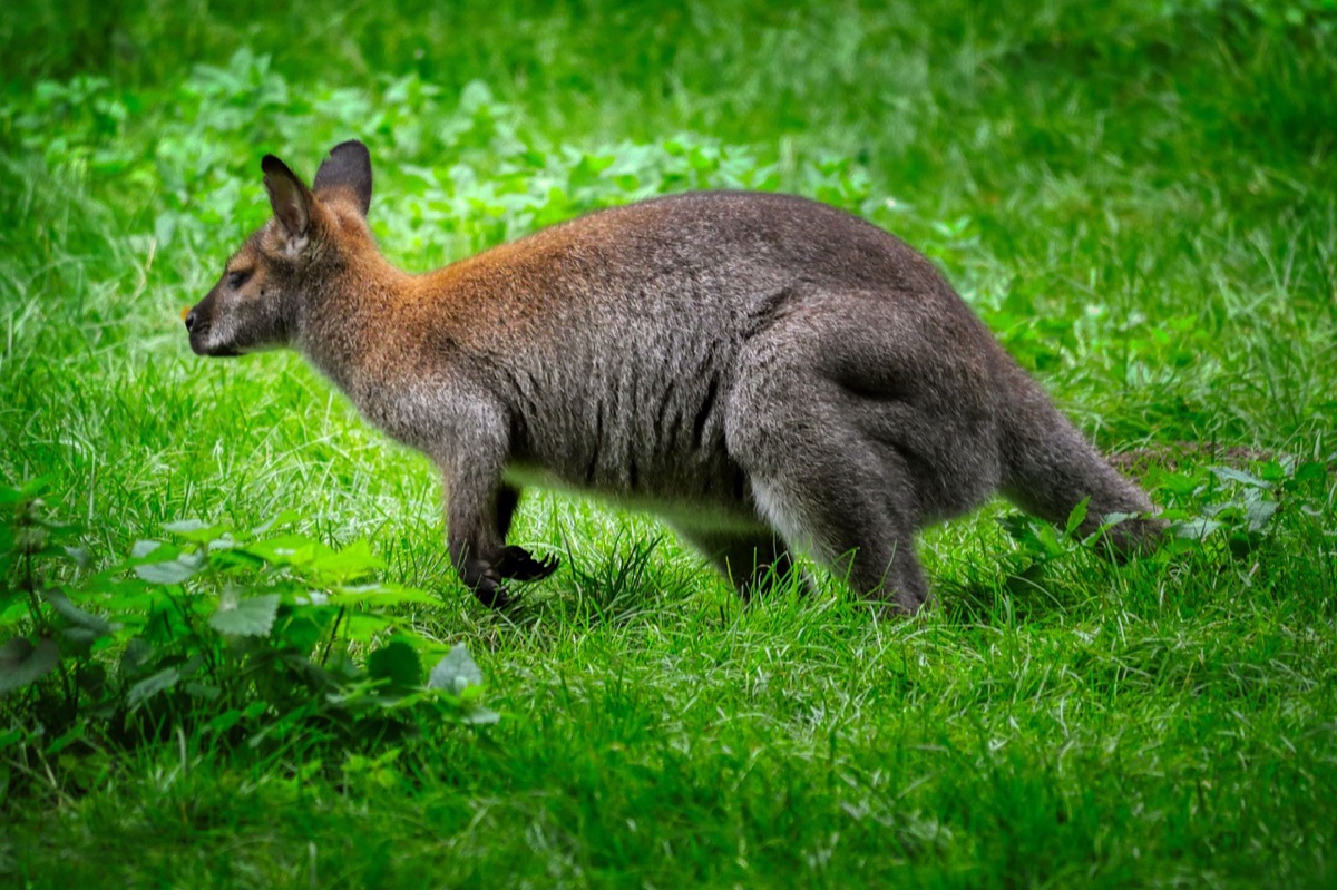 australischer outback, natur, farbenfroh