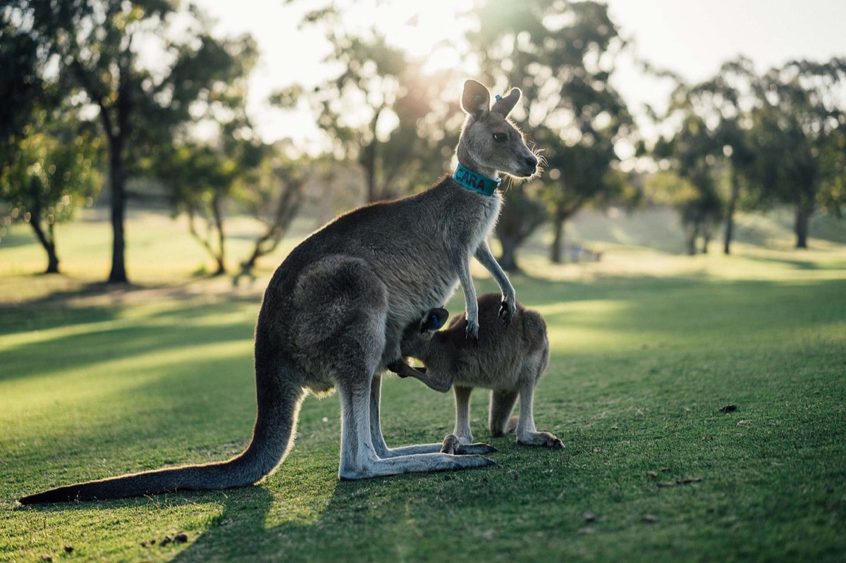 diverse culture in australia